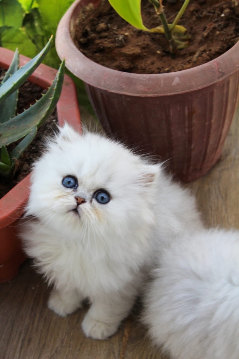 Femelle persan chinchilla