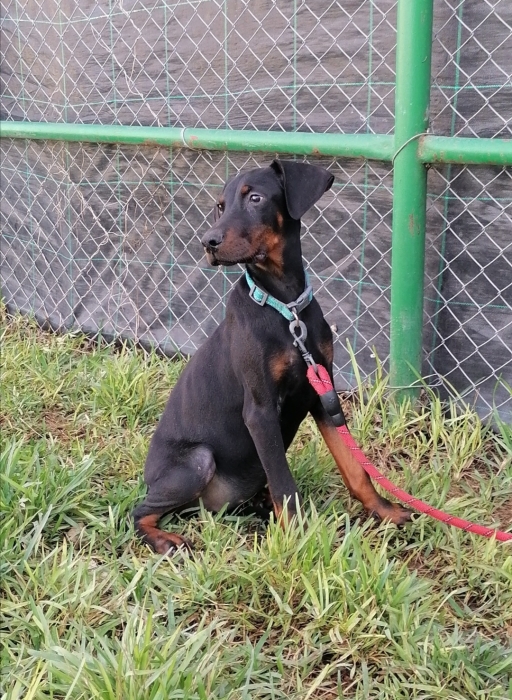 Doberman Pinsher