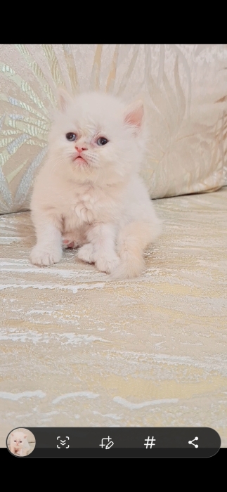 Chat persan himalaya