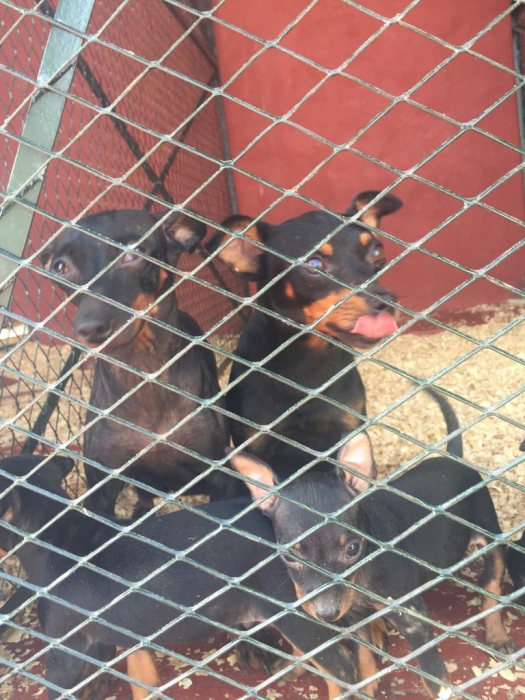 Chiots pinschers miniatures