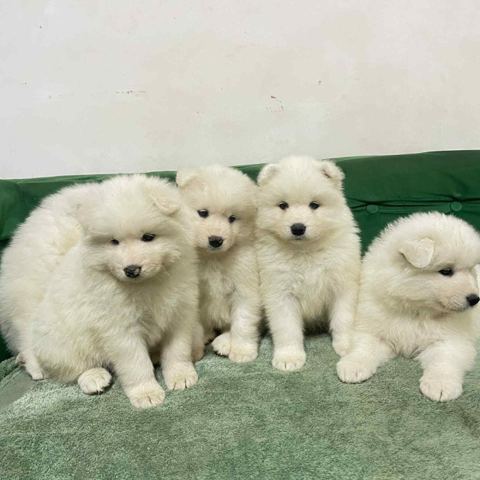 Chiots samoyède russe