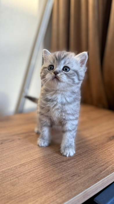 British & Scottish Fold