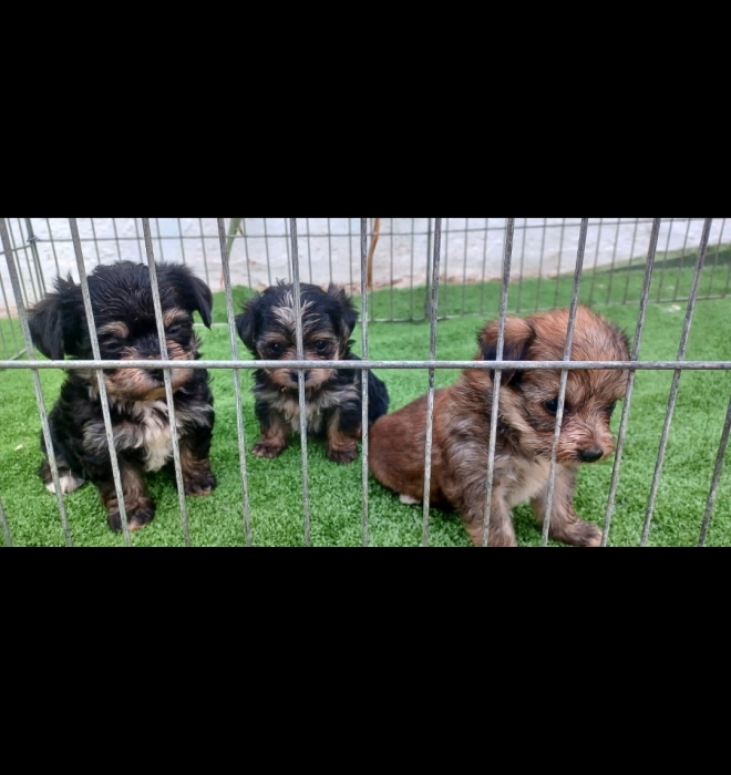 Bichon Havanais 🎊