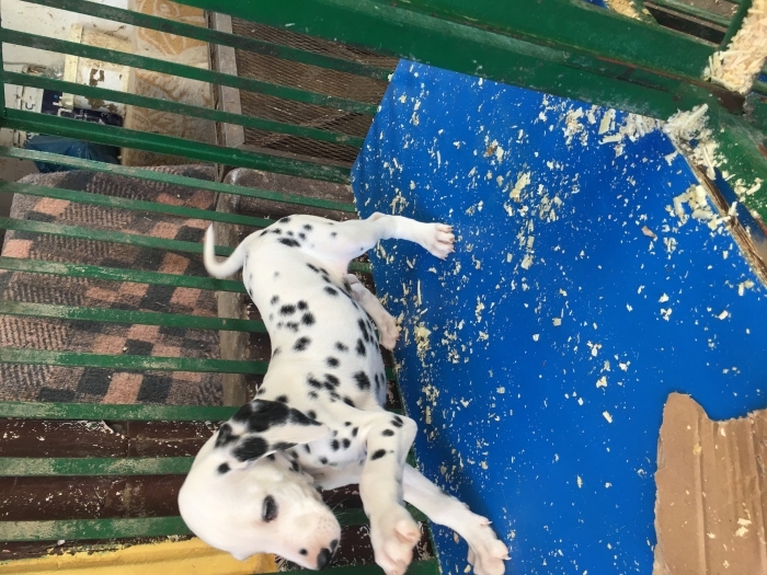 chiot dalmatien