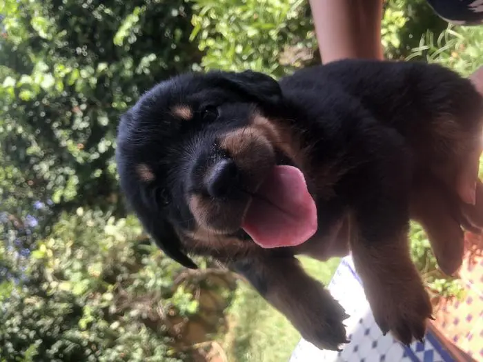 Rottweiler