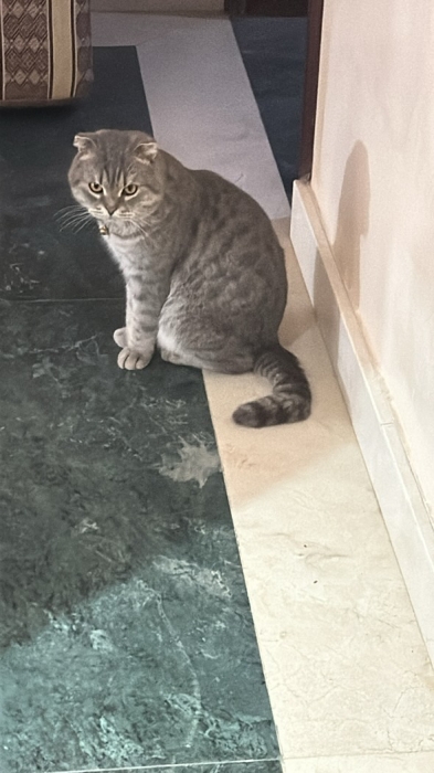 Couple Scottish fold