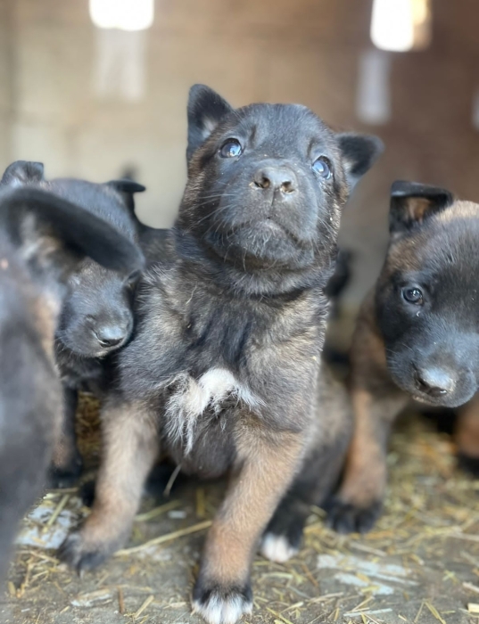 Berger Belge Malinois