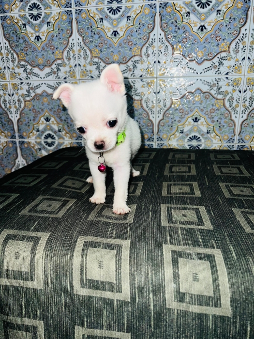 Chihuahua femelle active et joueuse