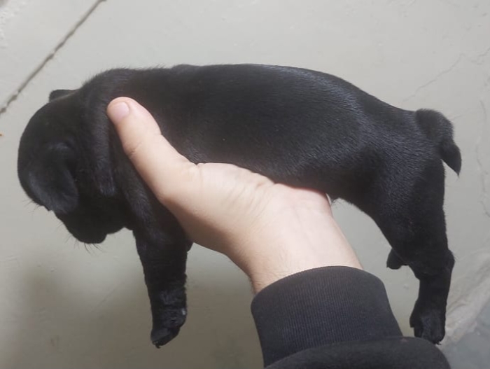 Chiot bulldog francais dispo sur casa