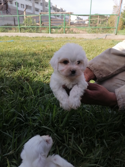 Bichon Maltais ❄🎄🎊🎅🏻