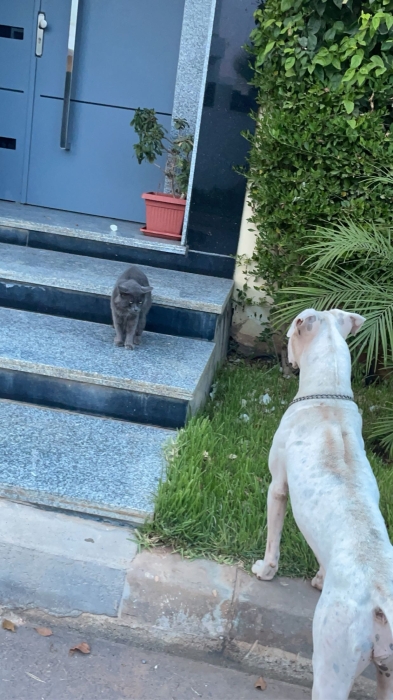 Dogue Argentin Race Pure