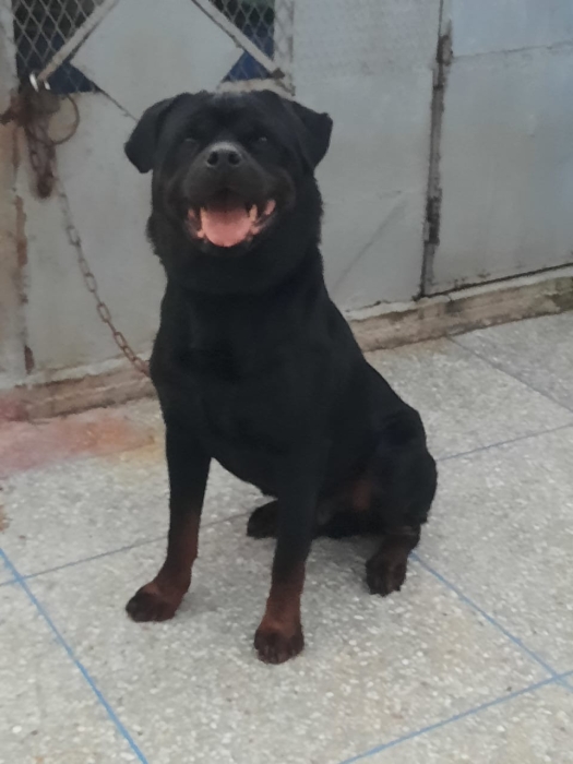 Super male rottweiler race pure