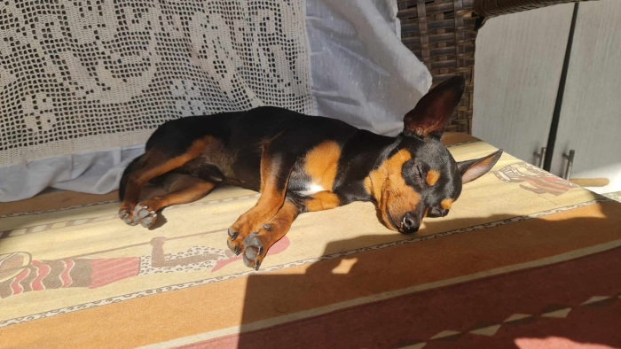 3 Pinschers nains + une portée en route