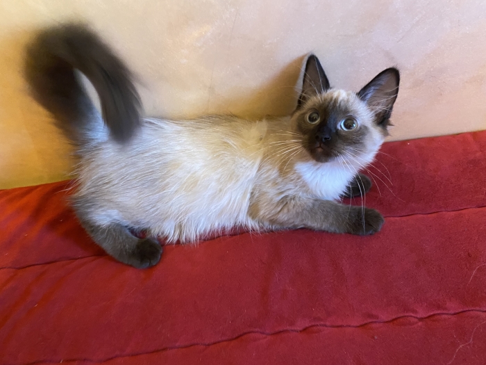 Chatons balinais femelles