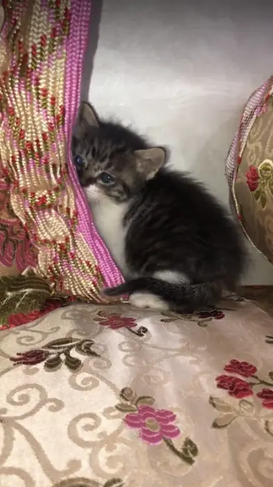 قط للتبني في كازا الحي المحمدي
