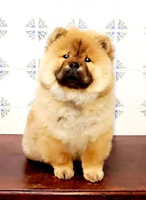 Chowchow