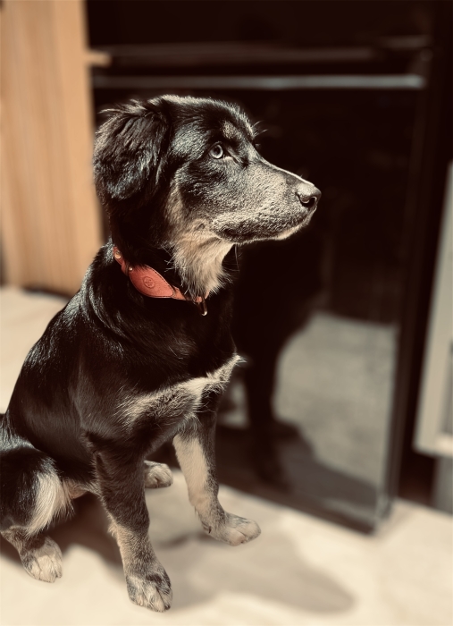 ADOPTION Chiot Golden Retriever X Husky