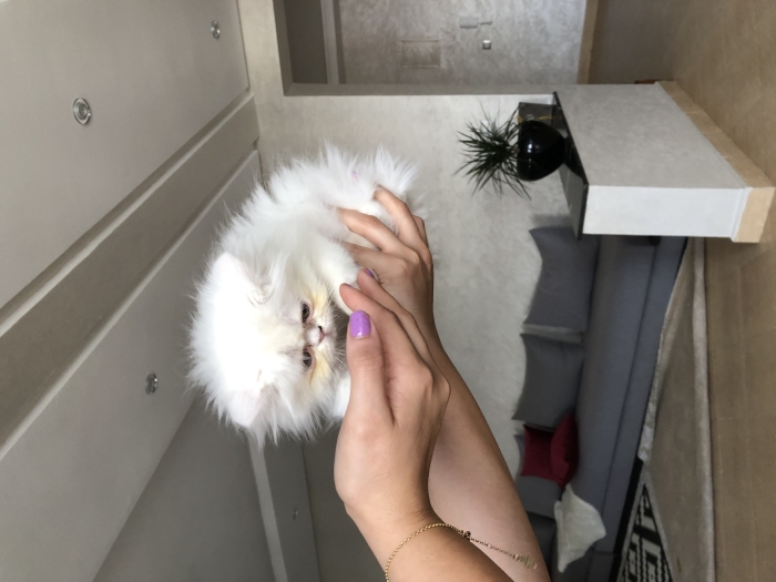 Chaton Persan à vendre
