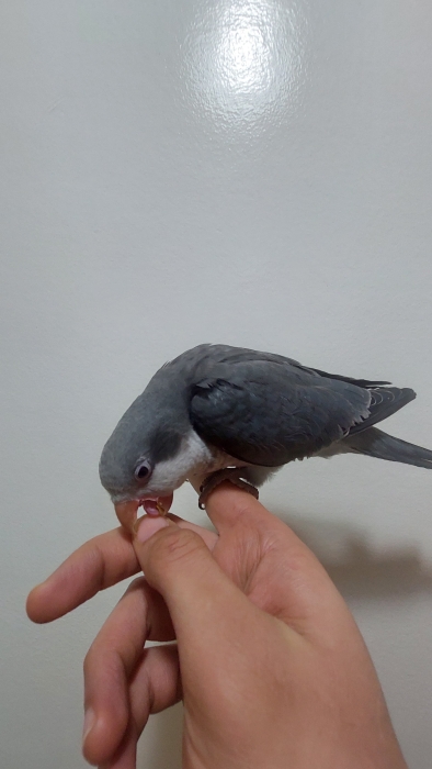 Jeunes Conure Quaker Dressés