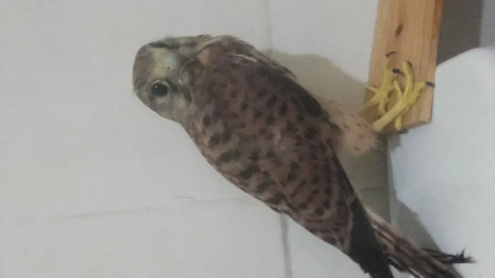 Faucon crecerelle-femelle