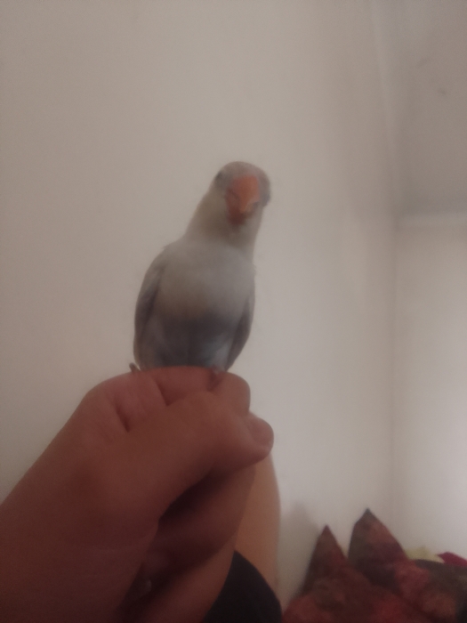 inseparable dressage