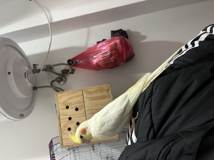 Coktail latino isabil