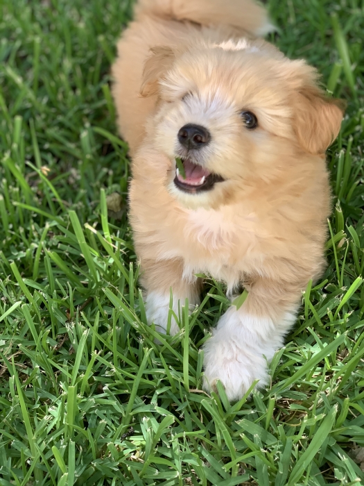 Bichon havanais de race pure