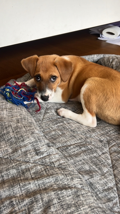 Russel Terrier x Chihuahua