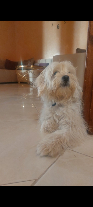 Bichon maltais pour adoption