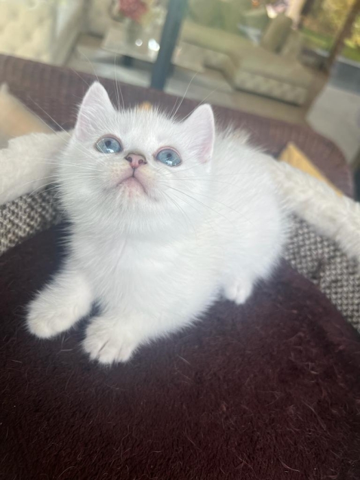 Chaton british et scottish