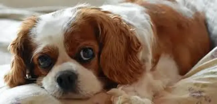 Femelle Cavalier King Charles bicolore