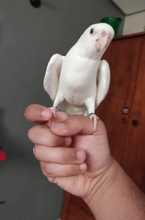 Des oiseaux bien dressé à Casablanca