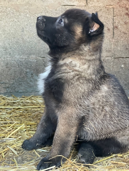 Berger Belge Malinois