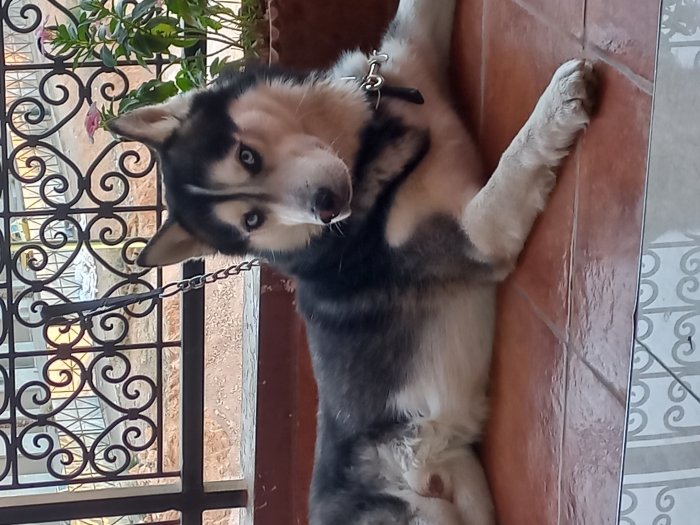 Je veux donner mon chien à une famille pour adoption