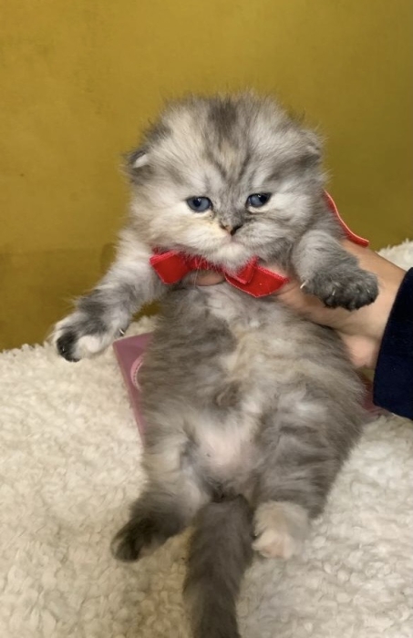 Chat Scottish fold highland