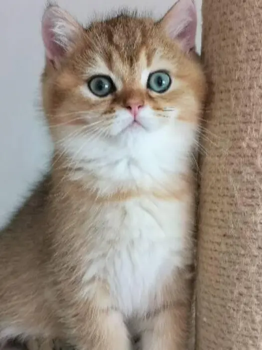 Chaton à vendre à prix très intéressant