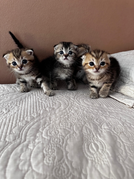 Chaton Scottich fold