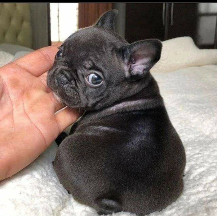 Disp chiot bulldog francais exotic