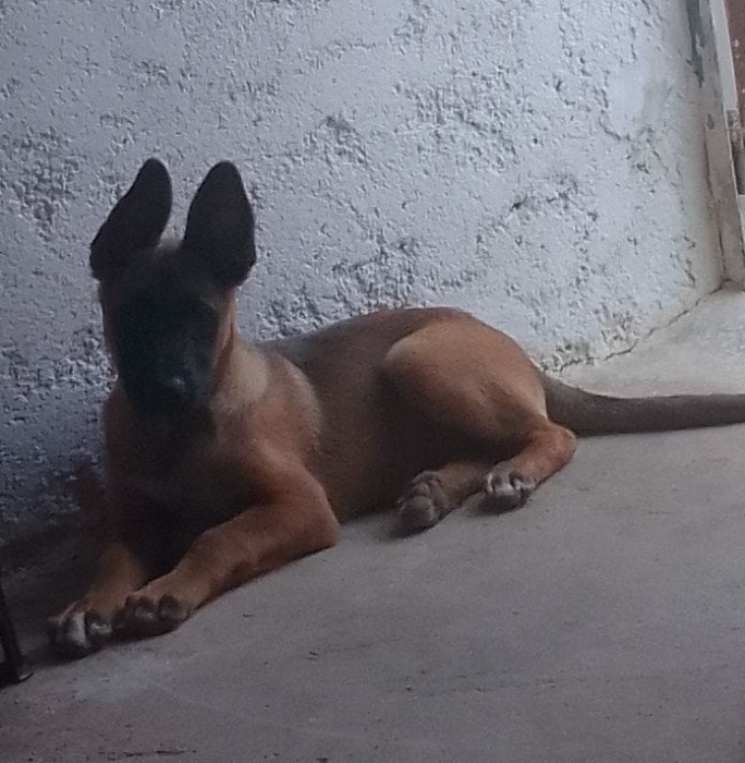 Malinois