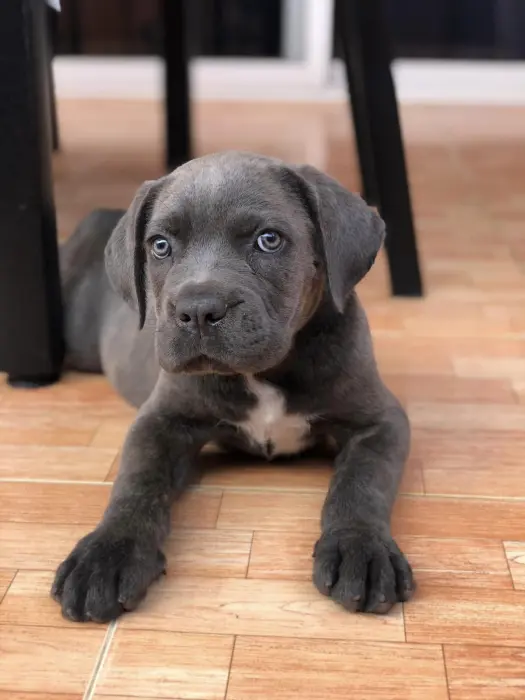 Cane Corso