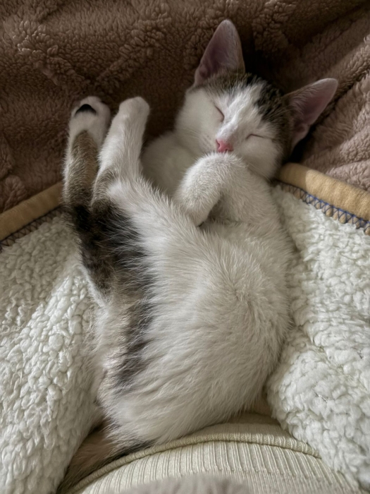 Chaton adorable prêt pour adoption