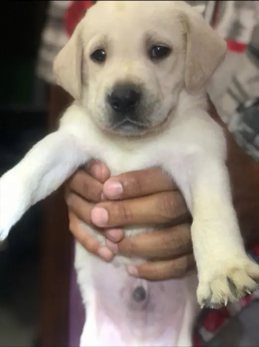 Labrador