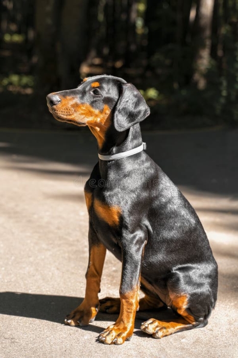 Doberman male femelle disponible avec pedigree