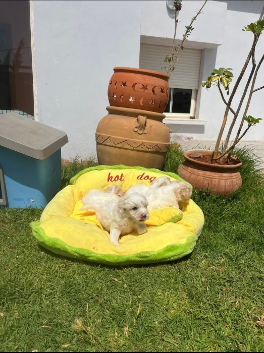 Bichon Havanais 🎊