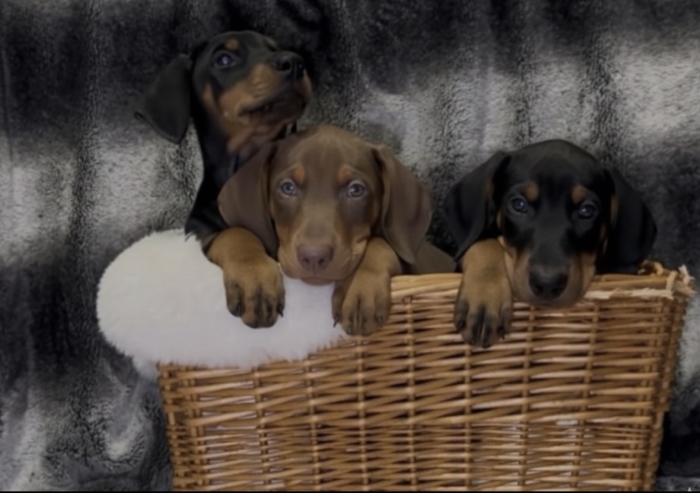 Chiots Doberman Européen avec Pedigree – Informations et contact