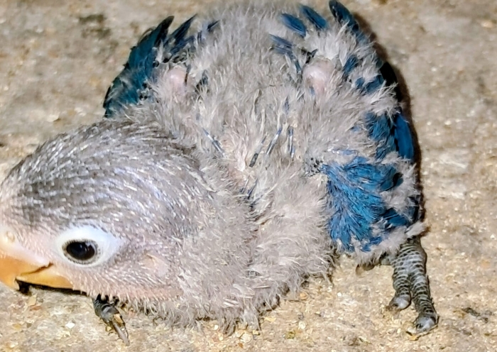 Inseparables Fisher dressage