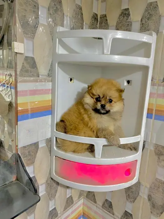 Mini spitz chocolat🍫(Male)