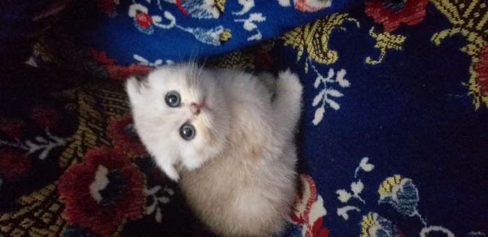 scottish male et femelle