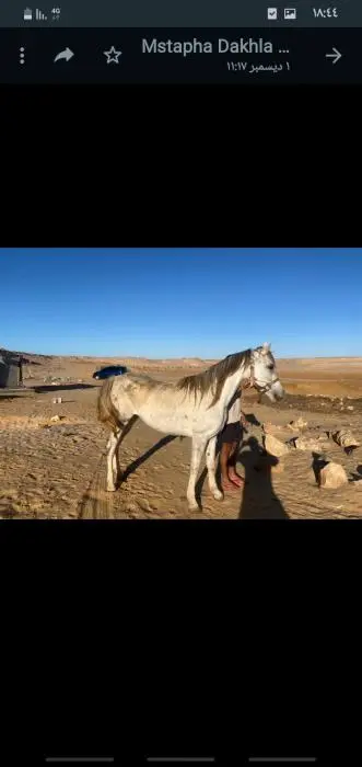 عربي أصيل pur-sang arabe