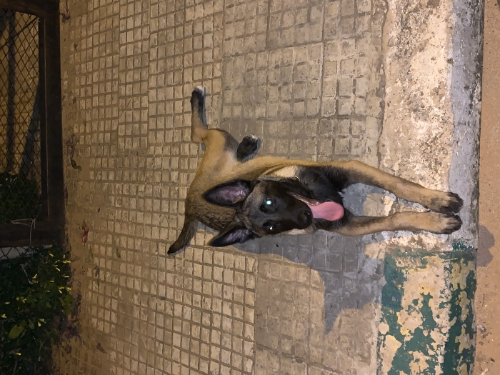 Malinois